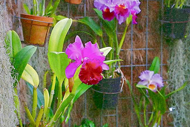 芦屋プラン株式会社 七夕(たなばた)2 Copilot